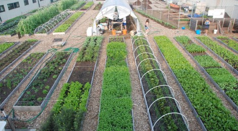 Urban farming